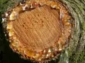 Harz von Holz entfernen: Tropfen von klebrigem Harz laufen von einem Baumstumpf.