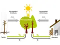 Der Kreislauf von CO2: Totholz verrottet, Bäume wachsen durch Photosynthese, und Brennholz wird verbrannt. So funktioniert eine Biomasseheizung.