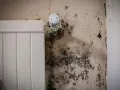 Schwarzer Schimmel breitet sich an der Wand neben einem Heizkörper aus. Dies kann ein Hinweis auf unsichtbaren Schimmel in der Wohnung und dessen Symptome sein.