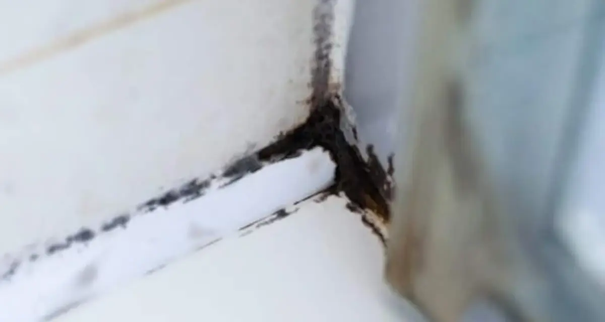 Schimmel in der Dusche, ein unschöner Anblick. Zeit, diesen hartnäckigen Schimmel in der Dusche zu entfernen und für Sauberkeit zu sorgen.