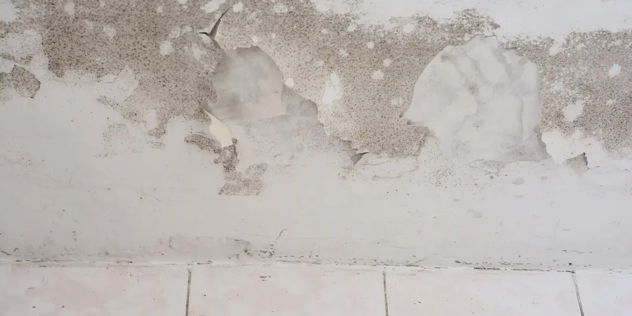 Schimmel breitet sich auf einer feuchten Kellerwand aus, die Farbe blättert ab.