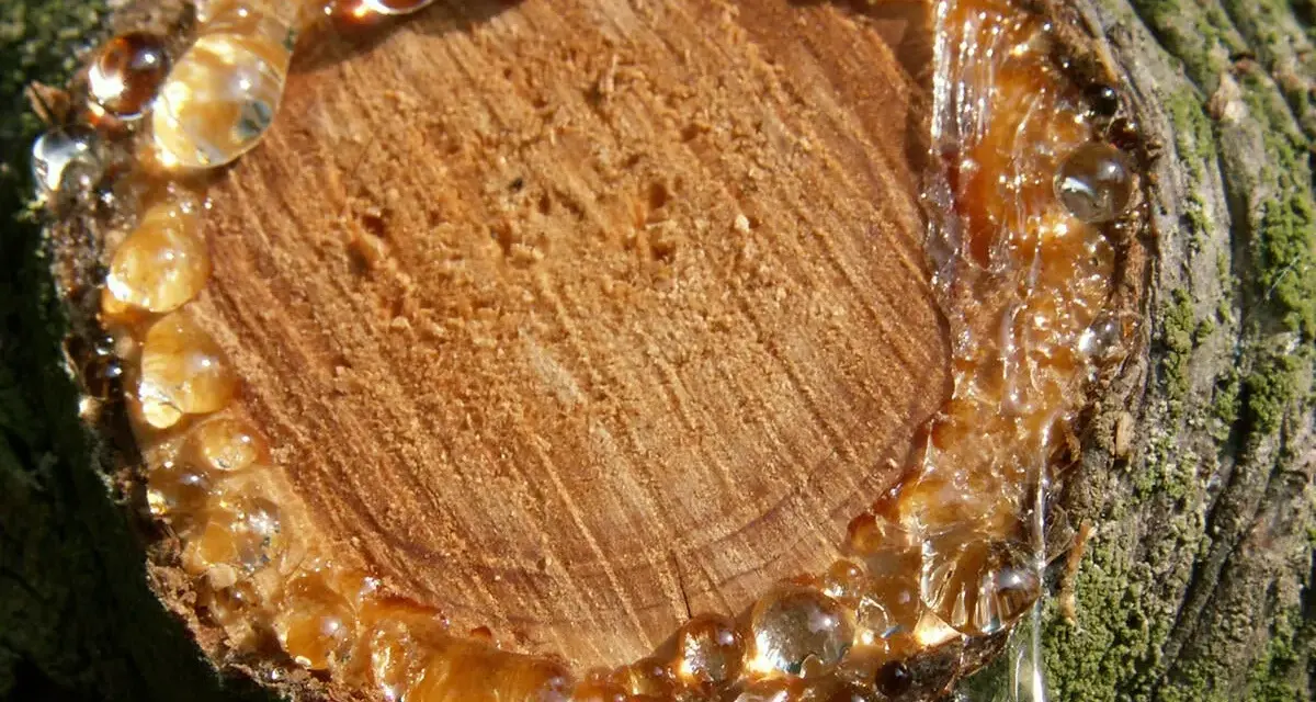 Harz von Holz entfernen: Tropfen von klebrigem Harz laufen von einem Baumstumpf.