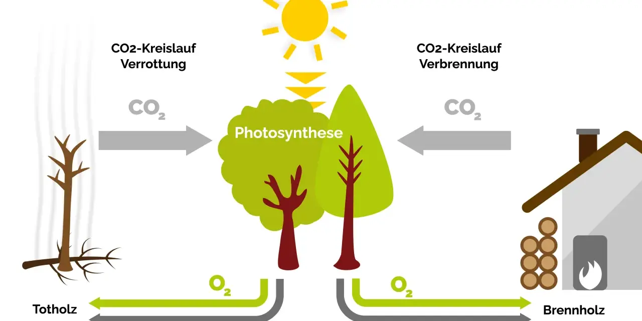 Der Kreislauf von CO2: Totholz verrottet, Bäume wachsen durch Photosynthese, und Brennholz wird verbrannt. So funktioniert eine Biomasseheizung.