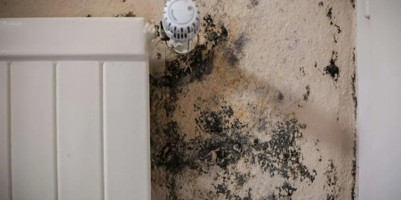 Schwarzer Schimmel breitet sich an der Wand neben einem Heizkörper aus. Dies kann ein Hinweis auf unsichtbaren Schimmel in der Wohnung und dessen Symptome sein.
