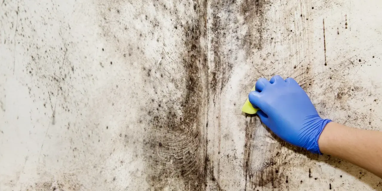 Blaue Handschuhe reinigen eine stark von **Schimmel** befallene Wand. Der Schimmel breitet sich in dunklen Flecken und Streifen aus.