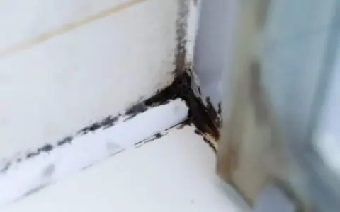 Schimmel in der Dusche, ein unschöner Anblick. Zeit, diesen hartnäckigen Schimmel in der Dusche zu entfernen und für Sauberkeit zu sorgen.