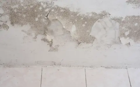 Schimmel breitet sich auf einer feuchten Kellerwand aus, die Farbe blättert ab.