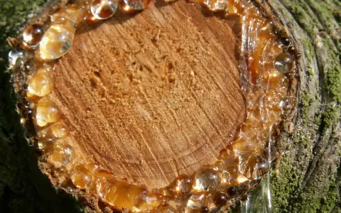 Harz von Holz entfernen: Tropfen von klebrigem Harz laufen von einem Baumstumpf.