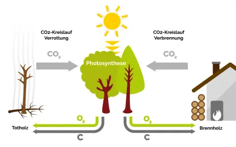 Der Kreislauf von CO2: Totholz verrottet, Bäume wachsen durch Photosynthese, und Brennholz wird verbrannt. So funktioniert eine Biomasseheizung.