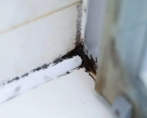 Schimmel in der Dusche, ein unschöner Anblick. Zeit, diesen hartnäckigen Schimmel in der Dusche zu entfernen und für Sauberkeit zu sorgen.