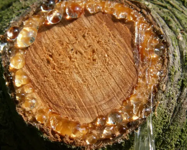 Harz von Holz entfernen: Tropfen von klebrigem Harz laufen von einem Baumstumpf.