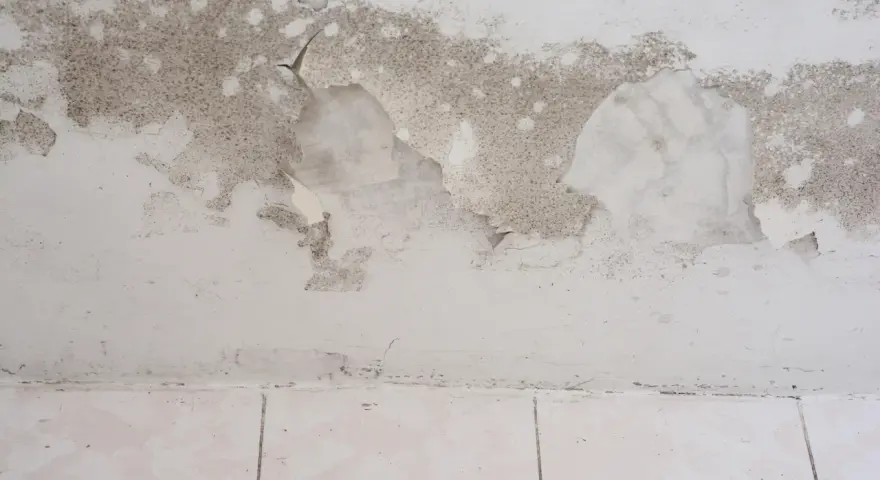 Schimmel breitet sich auf einer feuchten Kellerwand aus, die Farbe blättert ab.