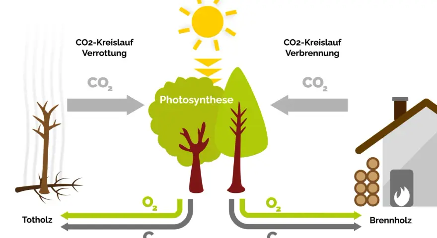 Der Kreislauf von CO2: Totholz verrottet, Bäume wachsen durch Photosynthese, und Brennholz wird verbrannt. So funktioniert eine Biomasseheizung.