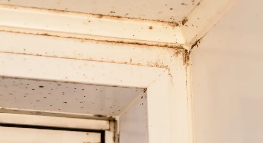 Ecken eines weißen Fensterrahmens mit dunklen Flecken, die auf **roten Schimmel** hindeuten. Feuchtigkeit hat sich hier festgesetzt.