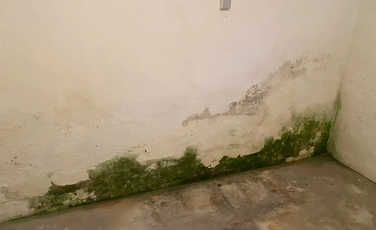 Grüner schimmel breitet sich an der Wand im Keller aus. Die Farbe blättert ab, wo Feuchtigkeit eingedrungen ist.