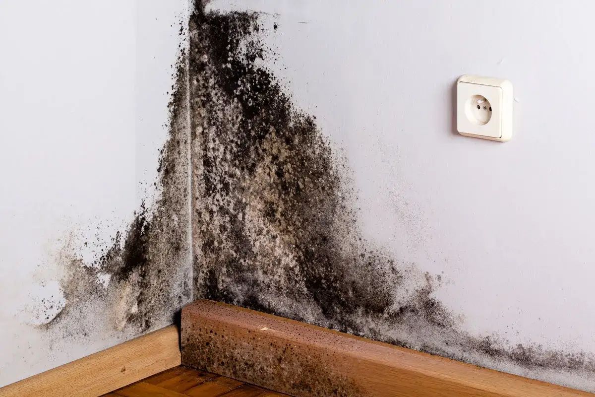 Schwarze Flecken an der Wand, die wie Schimmel aussehen, breiten sich in der Ecke aus. Eine Steckdose ist sichtbar.