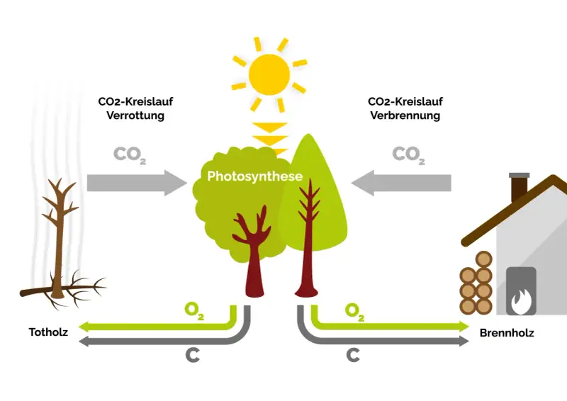 Der Kreislauf von CO2: Totholz verrottet, Bäume wachsen durch Photosynthese, und Brennholz wird verbrannt. So funktioniert eine Biomasseheizung.